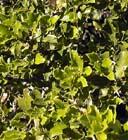 photo de chêne kermès, Quercus coccifera